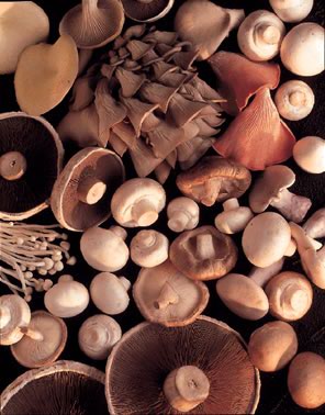 mushroom growing supplements