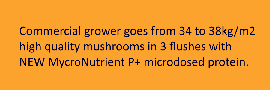 Organic mushroom supplements